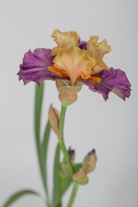 iris 'Cocktail Tropical'