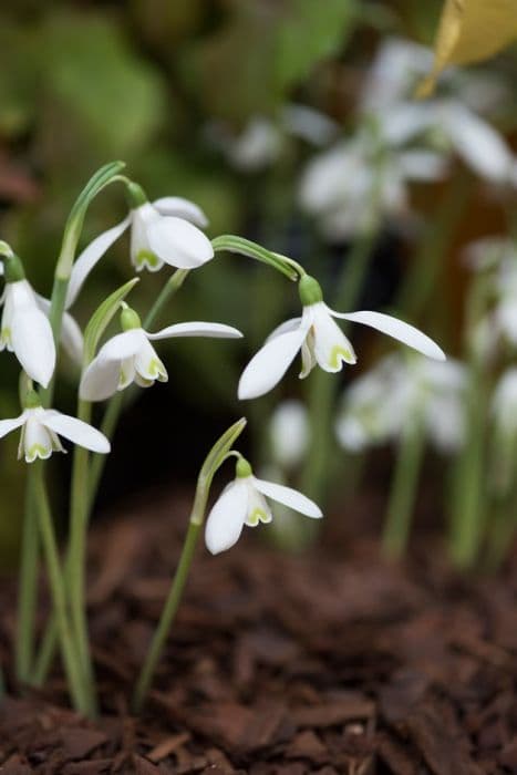 snowdrop 'Rachelae'