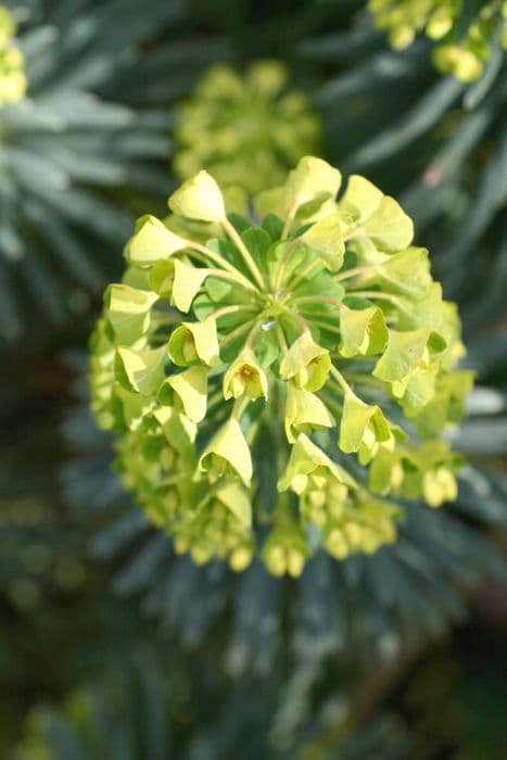 Mediterranean spurge