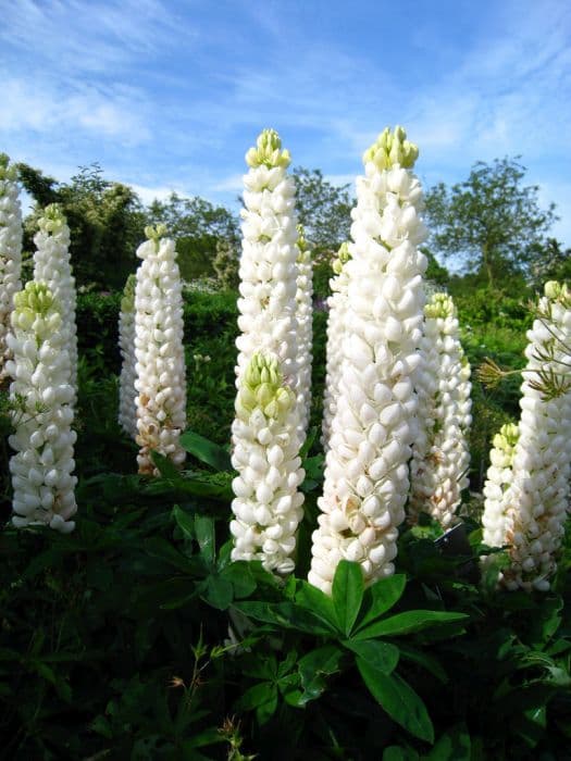 lupin 'Polar Princess'