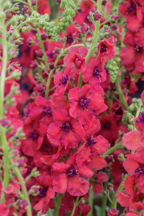 mullein 'Firedance'