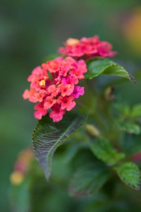 yellow sage [Lucky Sunrise Rose]