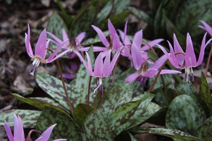 dog's tooth violet 'Purple King'