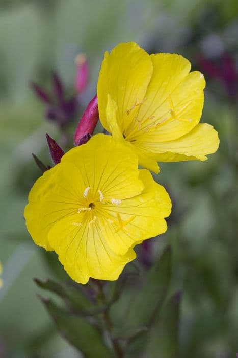 evening primrose 'Sonnenwende'