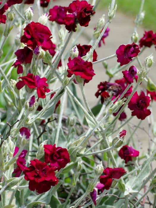 rose campion [Gardeners' World'