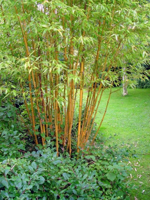 Castillon bamboo