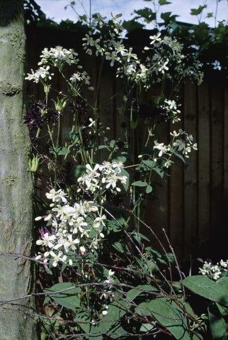 purple ground clematis