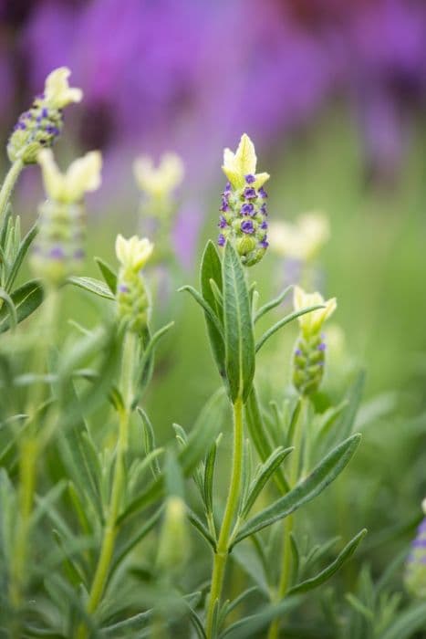 lavender 'Pretty Polly'