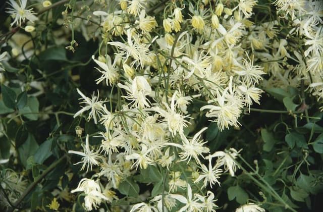 Sweet-scented virgin's bower