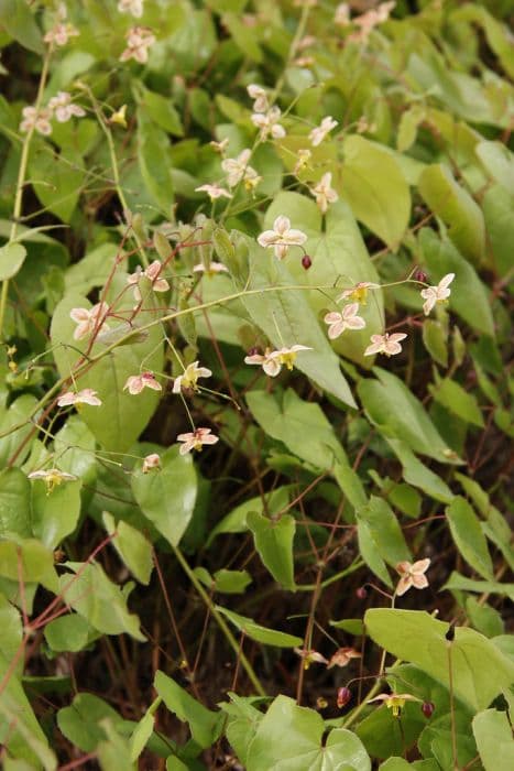 barrenwort 'Black Sea'