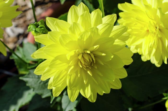 dahlia 'Durango'