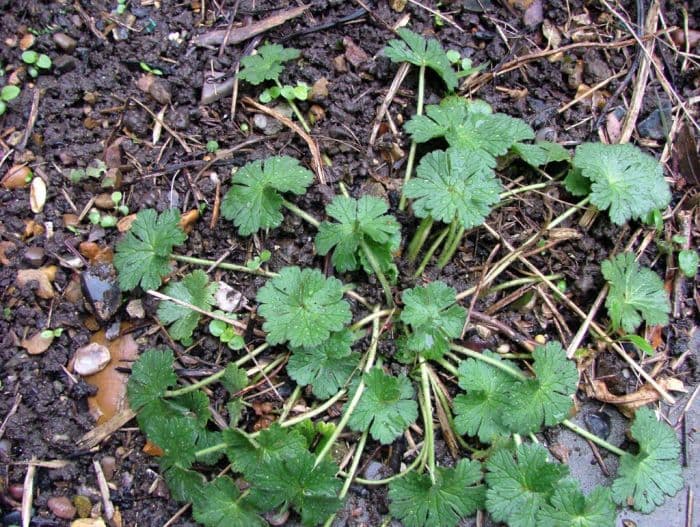 hedgerow cranesbill