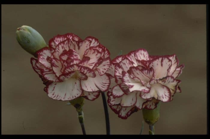 border carnation 'Ruth White'