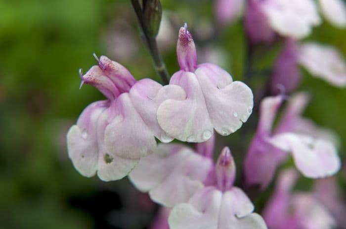 autumn sage 'Stormy Pink'