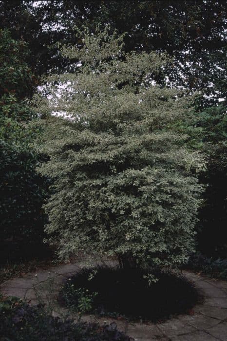 silver pagoda dogwood