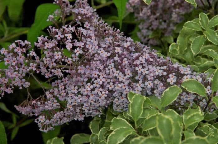 butterfly bush 'Gulliver'