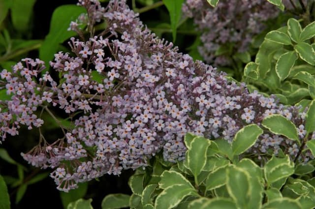 Butterfly bush 'Gulliver'