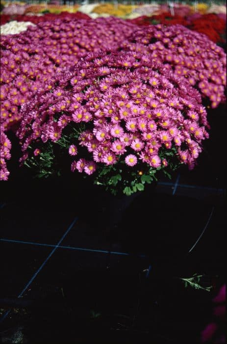 chrysanthemum 'Chicane'