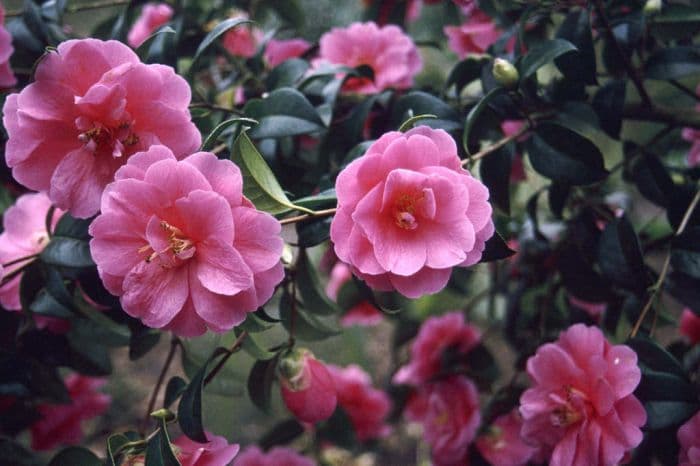 camellia 'Inspiration'