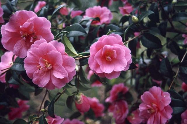 Camellia 'Inspiration'