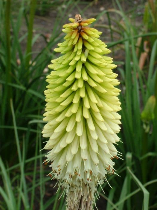 red-hot poker 'Ice Queen'