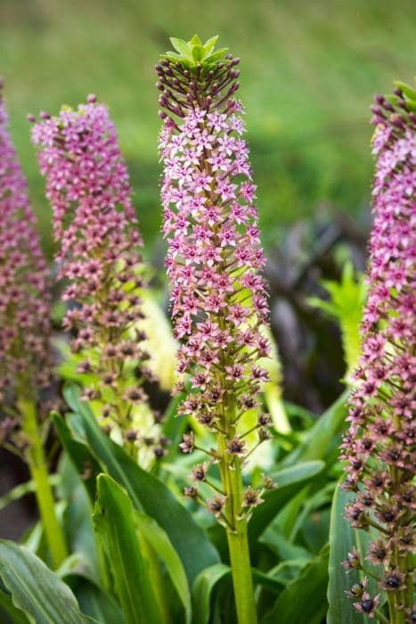 pineapple lily 'Leia'