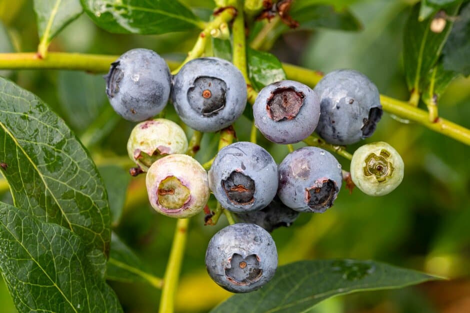 blueberry 'Ozarkblue'