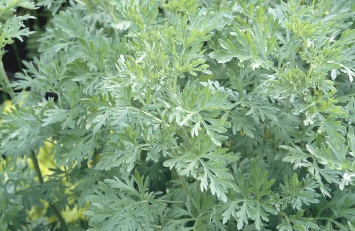 tree wormwood