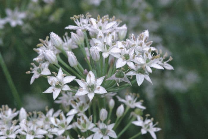 Chinese chives