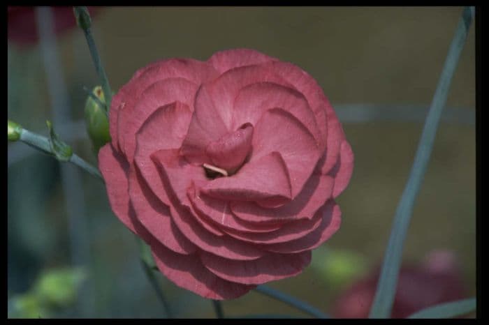 border carnation 'Grey Dove'