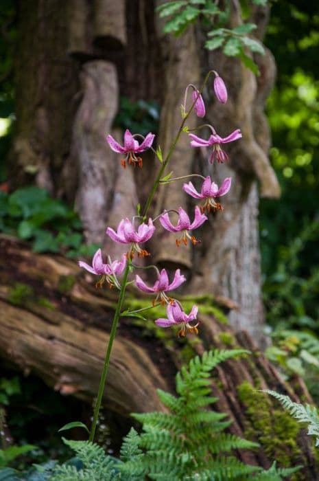 Turk's cap lily