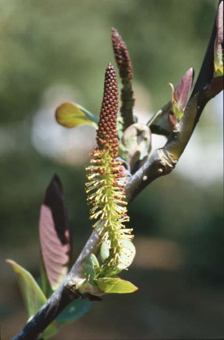Foot-catkin willow
