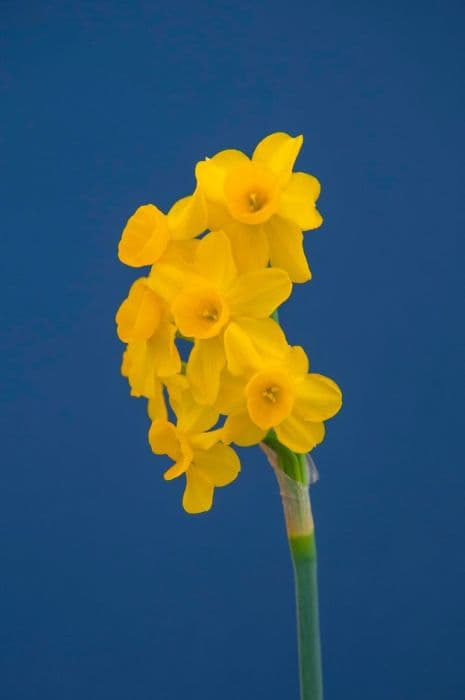 Fernandes daffodil