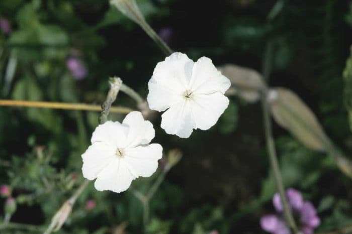 white-flowered rose campion