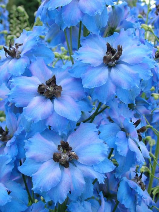 delphinium 'Galileo'