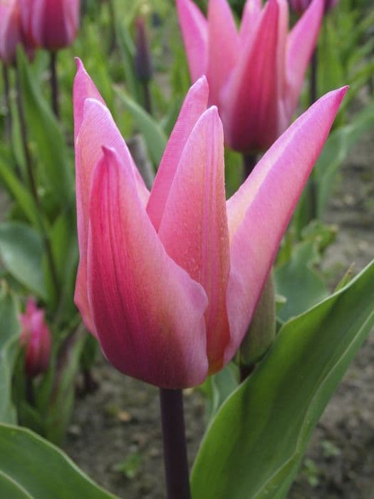 Tulip 'Jazz'