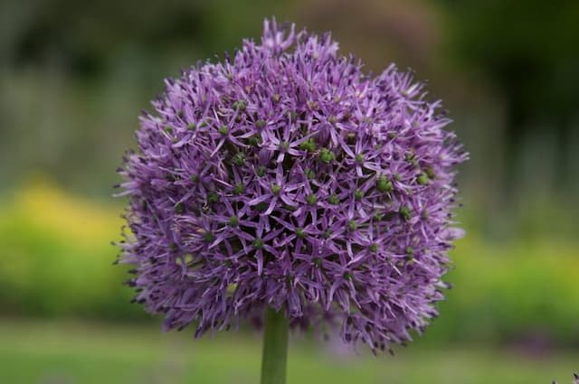 Allium 'Purple Suze'