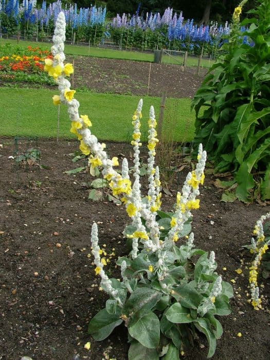 Broussa mullein