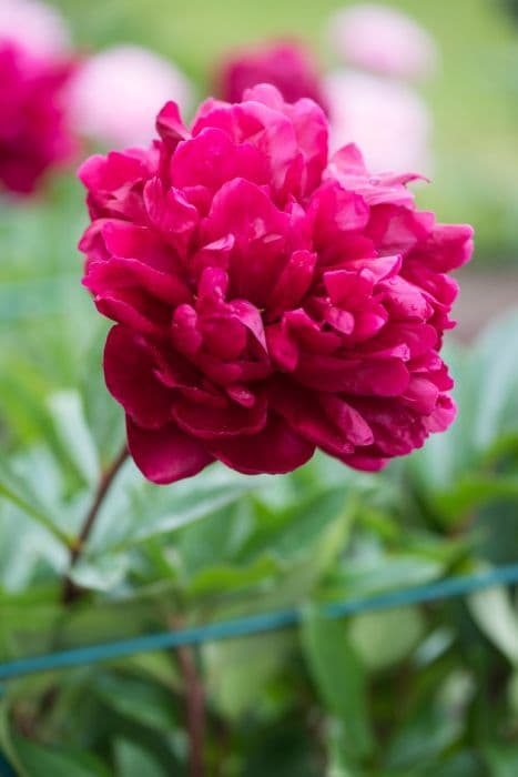 peony 'Chippewa'