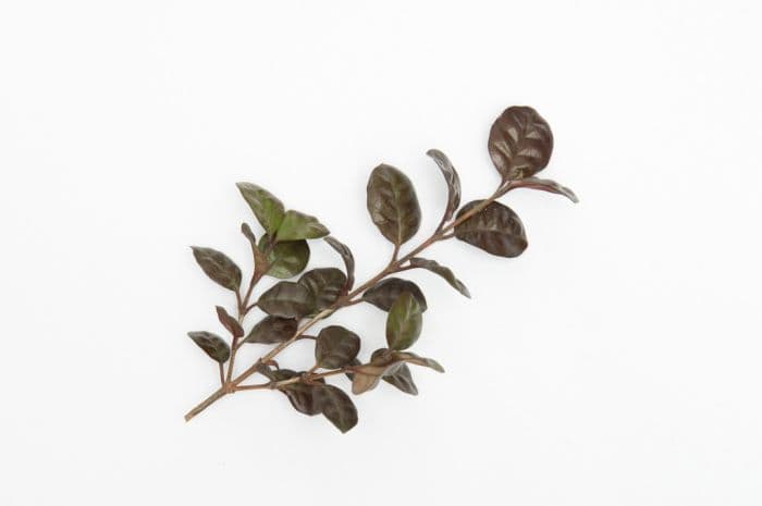 New Zealand myrtle [Black Pearl]