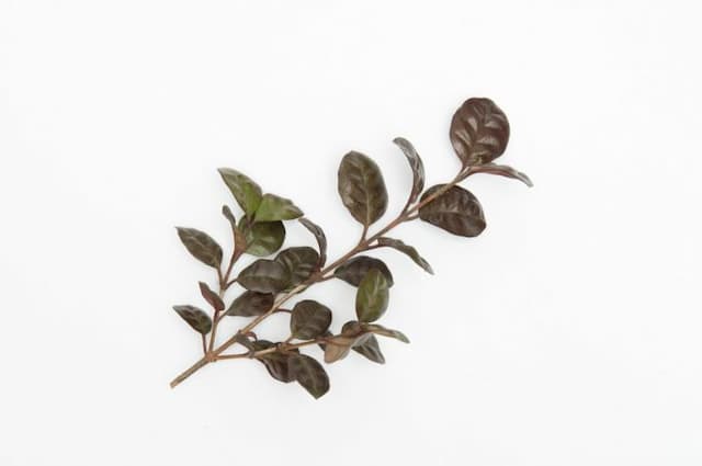 New Zealand myrtle [Black Pearl]