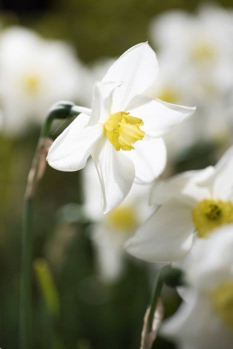 daffodil 'Queen of the North'