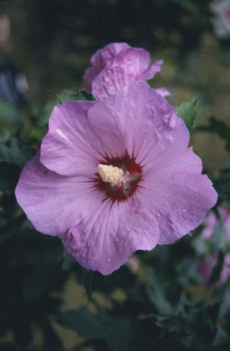 rose of Sharon 'Bredon Springs'