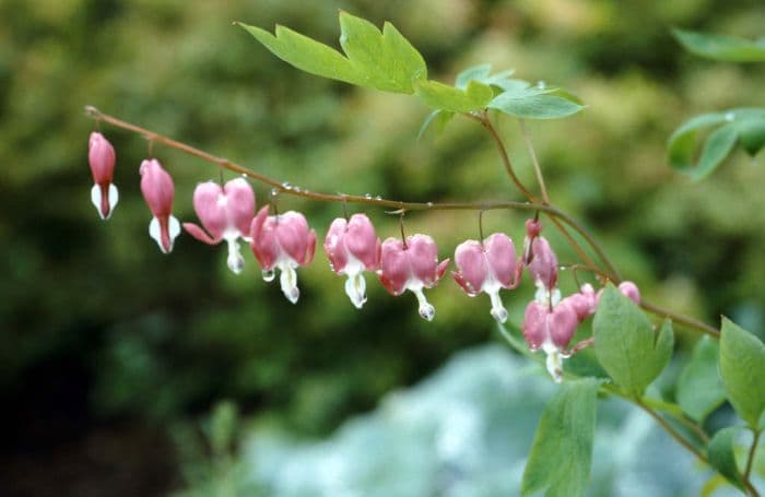 bleeding heart