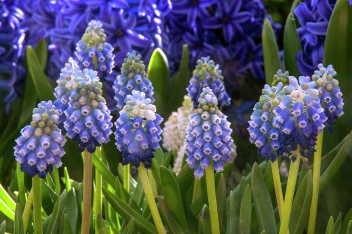 grape hyacinth 'Touch of Snow'