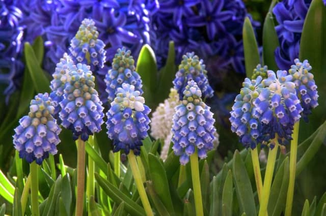 Grape hyacinth 'Touch of Snow'