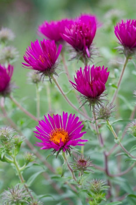 New England aster 'Septemberrubin'