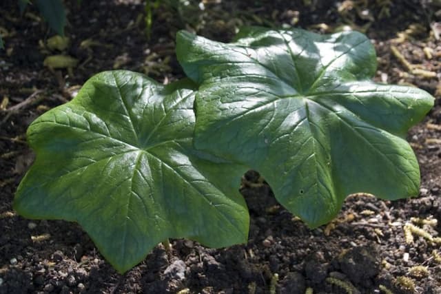 Many-flowered Chinese mayapple