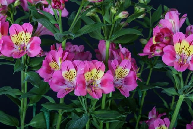 Peruvian lily [Summer Party]