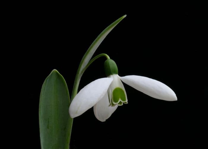 greater snowdrop similar to 'Comet'